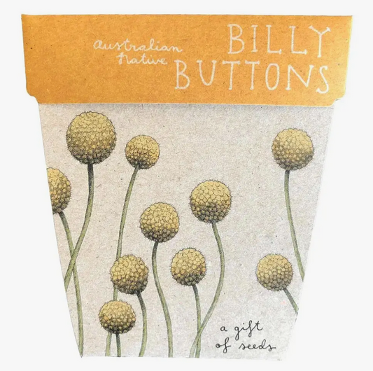 Billy Buttons Gift of Seeds
